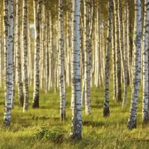 Bokskog på sommaren Fynd