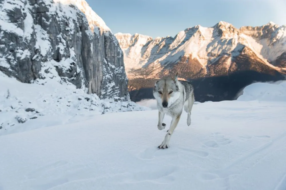 Rabatt Running wolf