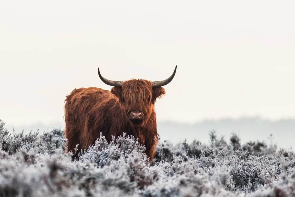 Highlander Fynd