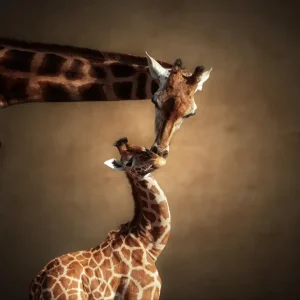 Kampanj Giraffer tillsammans