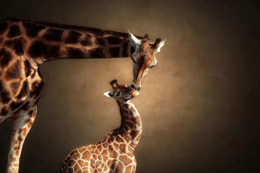 Kampanj Giraffer tillsammans