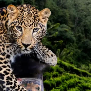Endast denna vecka Leopard in nature